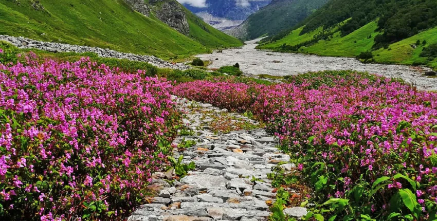 Best Time To Visit Valley Of Flower