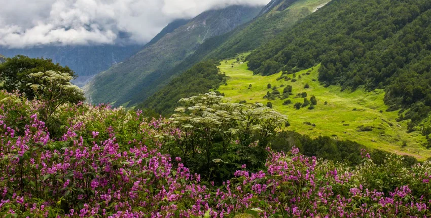 Valley Of Flowers