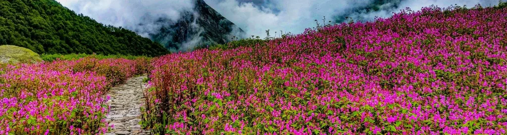 Best Time To Visit Valley Of Flowers – Unveiling Valley of Flowers’ Seasonal Delights