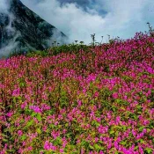 Valley Of Flowers Uttarakhand