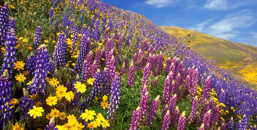 Valley Of Flowers in Summer