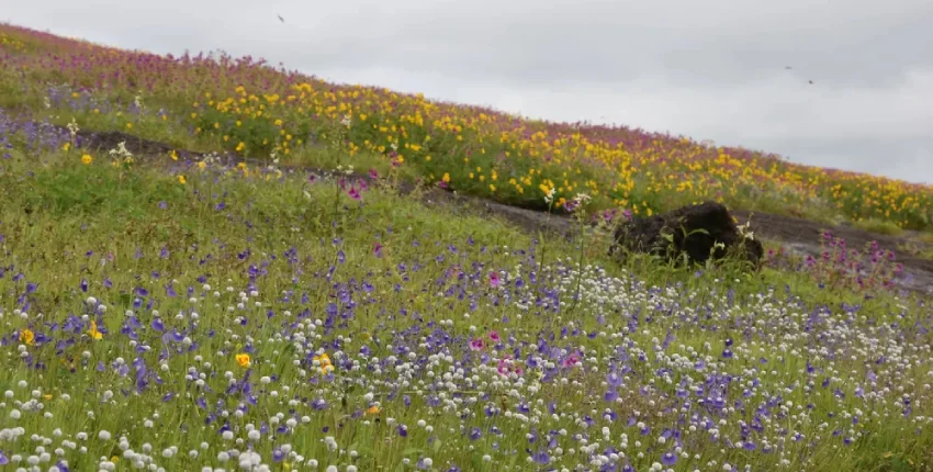 Best Time To Visit Valley Of Flowers